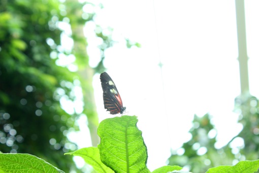 Butterfly_3
